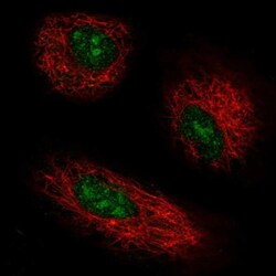 GPR137 Antibody, Novus Biologicals 0.1mL; Unlabeled:Antibodies, Polyclonal